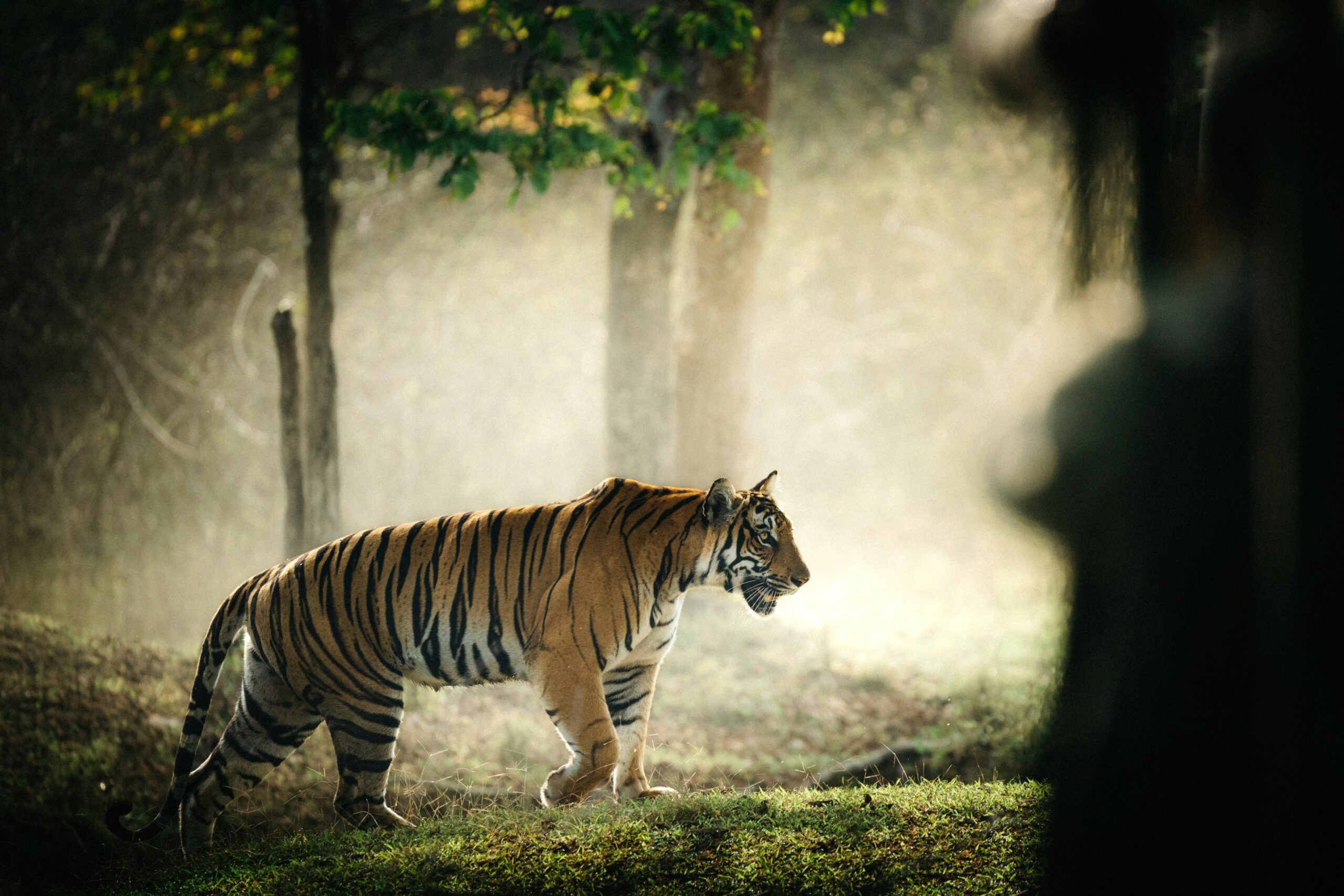 Awesome Image