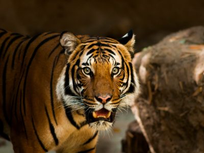 jessica-weiller-LmVSKeDy6EA-unsplash